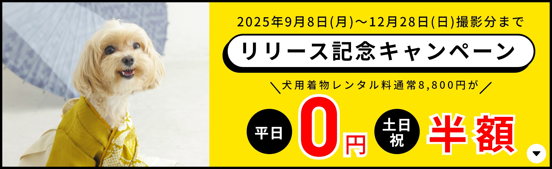 犬と着物キャンペーン