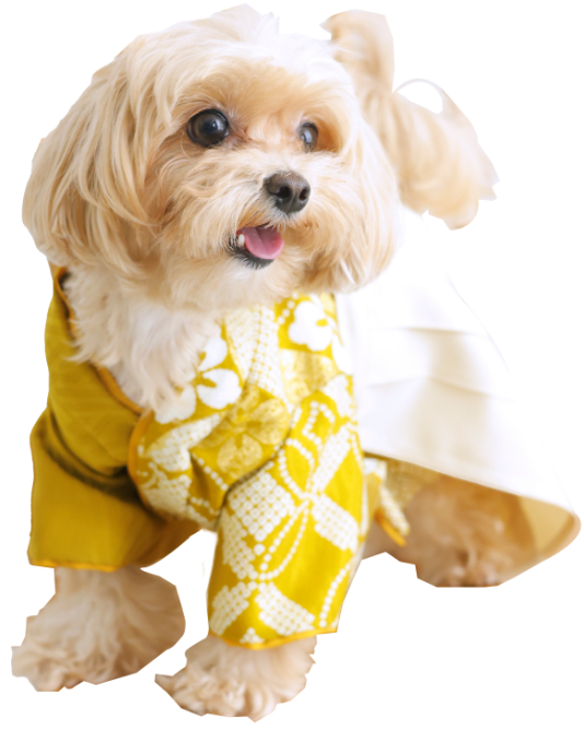 着物を着ている犬